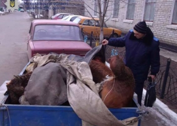 В Николаевской области задержали серийных скотокрадов – год они безнаказанно разоряли селян