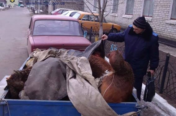 В Николаевской области задержали серийных скотокрадов – год они безнаказанно разоряли селян