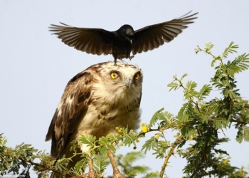 Размеры врага не имеют значения, если защищаешь свое гнездо: ворона напала на орла-змееяда