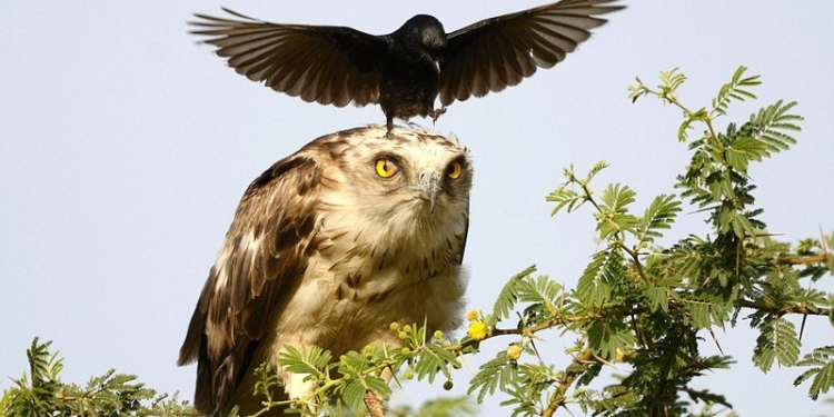 Размеры врага не имеют значения, если защищаешь свое гнездо: ворона напала на орла-змееяда