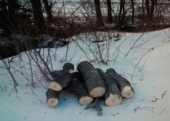 В Витовском районе вырубили 20 дубов