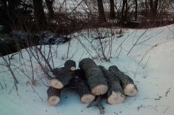 В Витовском районе вырубили 20 дубов