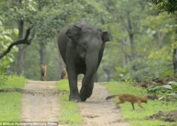 Индийский слон разогнал стаю азиатских диких собак, устроивших засаду на слонят