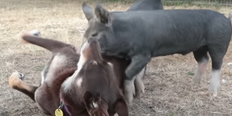 Гусь свинье не товарищ, а собака вполне. Даже старший