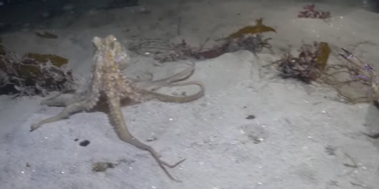 Не узнаете? Битва века – краб и осьминог. А так похоже на наших политиков