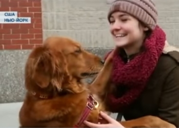 Самый ласковый пес в мире. Вы думали, ваш? Нет, есть признанные авторитеты