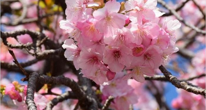 А где-то уже весна: в Стране Восходящего Солнца зацвели ранние сакуры