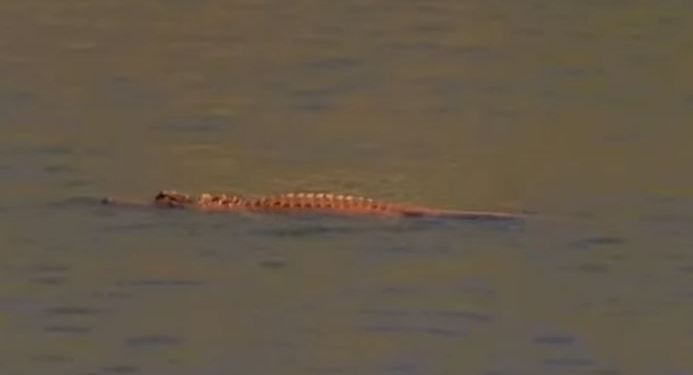 Рыжий-рыжий. В США аллигатора обозвали в честь Трампа