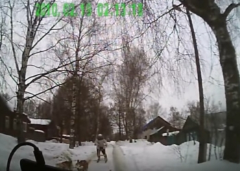 Нелепое ДТП. В РФ женщина на собачьей упряжке врезалась в автомобиль