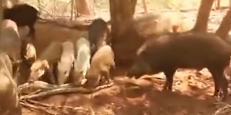 Дикие кабаны разорвали на части питона, проглотившего поросенка
