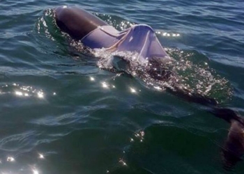 В Австралии ищут дельфина в футболке