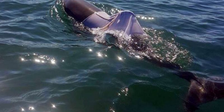 В Австралии ищут дельфина в футболке