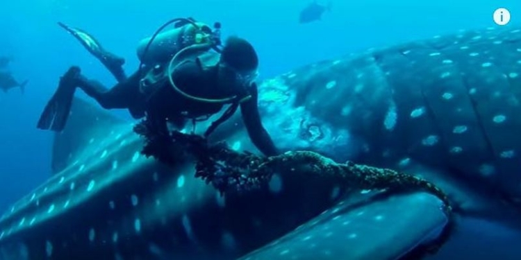 Дайвер спас гигантскую акулу, запутавшуюся в сетях