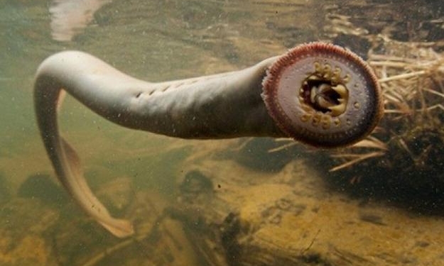 Три глаза, жуткий рот. В Днепре поймали миногу