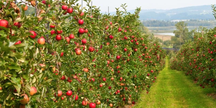 Китай готов вложить полмиллиарда в украинское садоводство