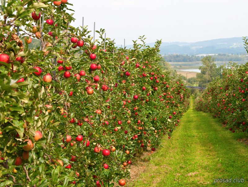Ново. Блокчейн в садоводстве с нуля: расплата яблоками - когда новый сад вырастет 1