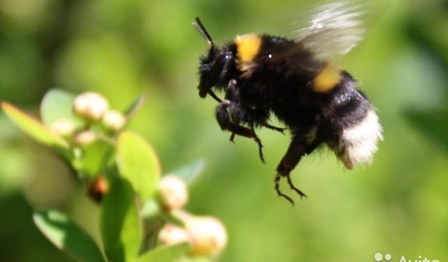 Даже шмели могут играть в футбол. С хорошим тренером