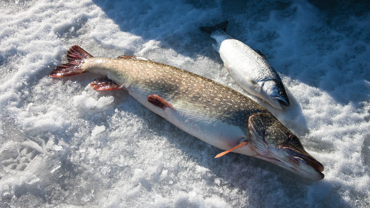 Кто тут охотник, кто добыча? Щука вмерзла в лед с рыбой в зубах