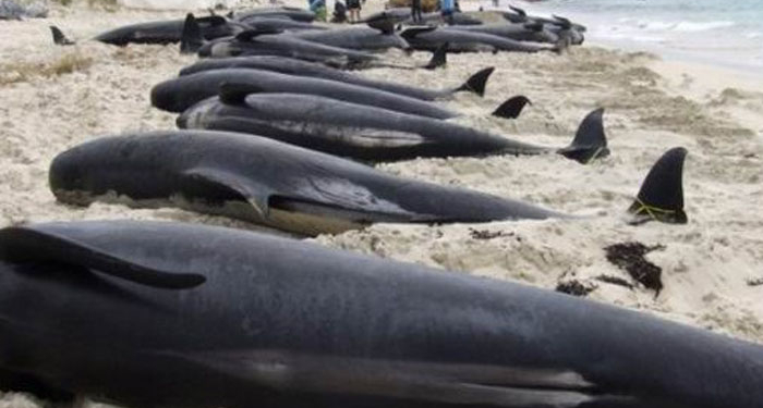 В Новой Зеландии выбросились на берег более 400 дельфинов
