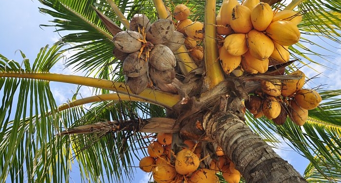 Мировой рекорд. Индиец разбил 124 кокоса за секунды