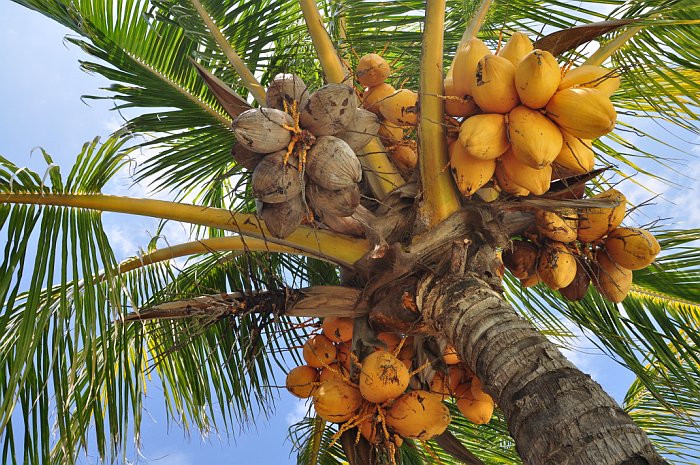 Мировой рекорд. Индиец разбил 124 кокоса за секунды 1