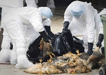 В Японии из-за вспышки птичьего гриппа забьют 69 тысяч кур