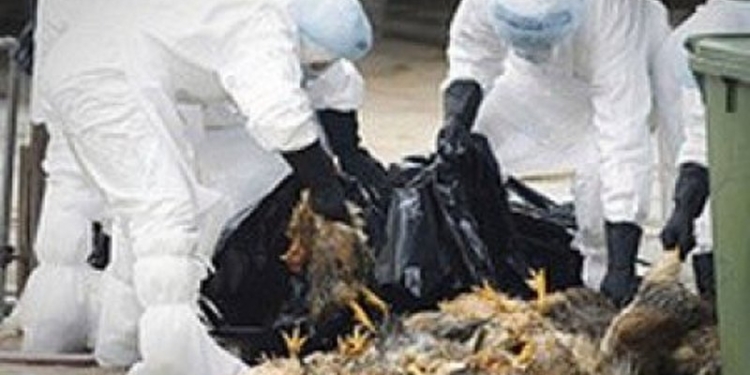 В Японии из-за вспышки птичьего гриппа забьют 69 тысяч кур