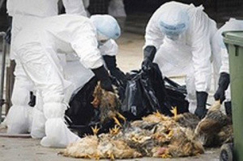 В Японии из-за вспышки птичьего гриппа забьют 69 тысяч кур 1