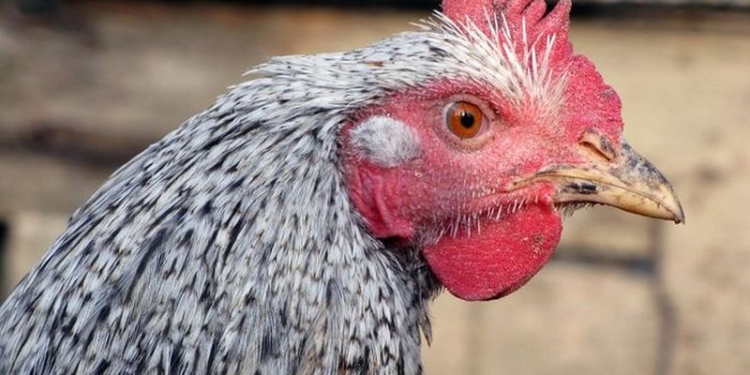 Катар временно ограничил импорт яиц и мяса из Украины