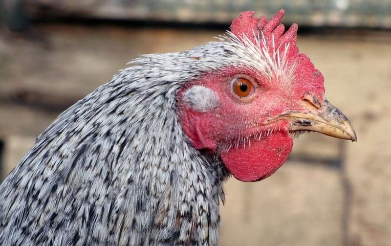 В ЕБРР одобрили новую маркировку курятины "без антибиотиков" 1