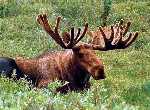 Лось теперь в Украине животное неприкасаемое. На 25 лет