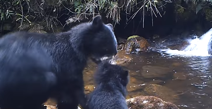 Воспитательный момент в семье очковых медведей покорил сеть