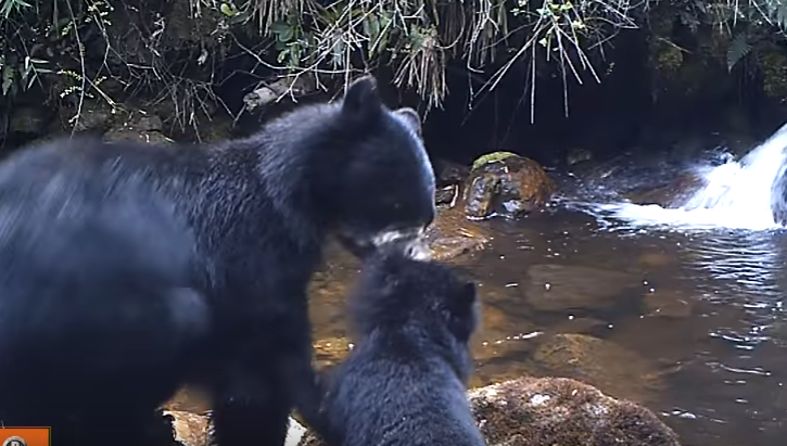 Воспитательный момент в семье очковых медведей покорил сеть 1