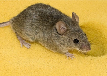 В Новой Зеландии могут впервые испытать генетическое оружие