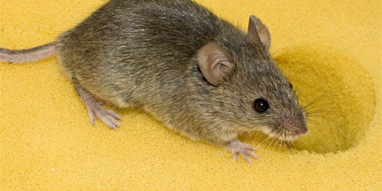 В Новой Зеландии могут впервые испытать генетическое оружие