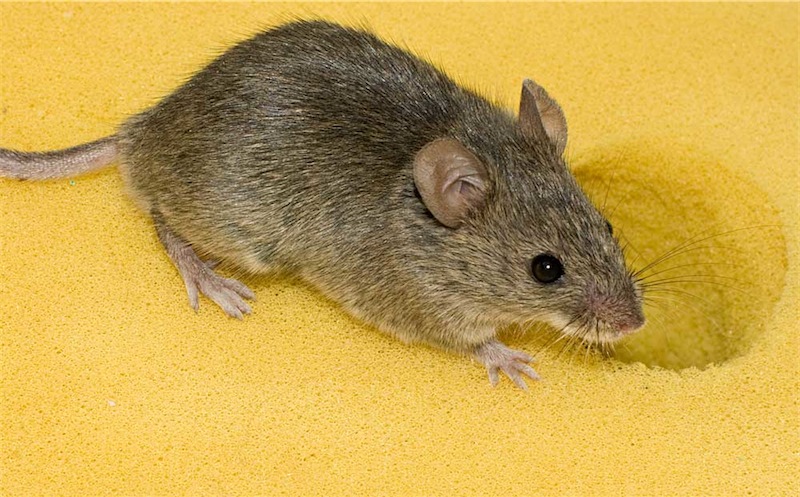 Ученым удалось вырастить человеческие уши на спинах у мышей 1