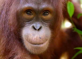 В «речи» орангутангов есть согласные и гласные – исследование