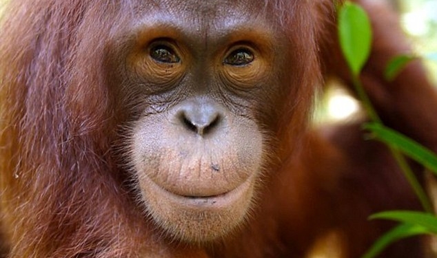 В «речи» орангутангов есть согласные и гласные – исследование
