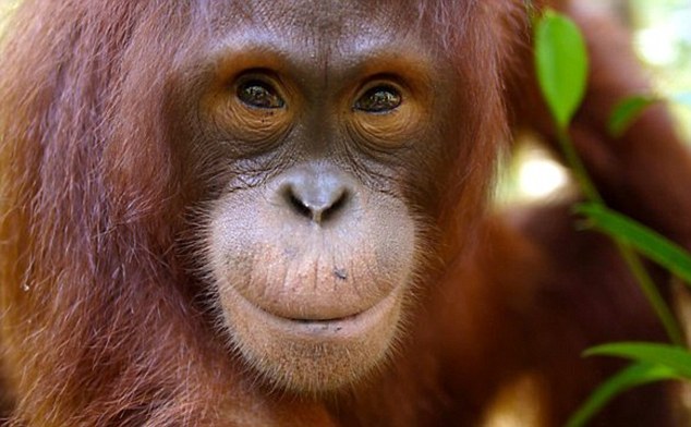 Перенос столицы Индонезии ставит под угрозу выживание популяции орангутанов (ВИДЕО) 1