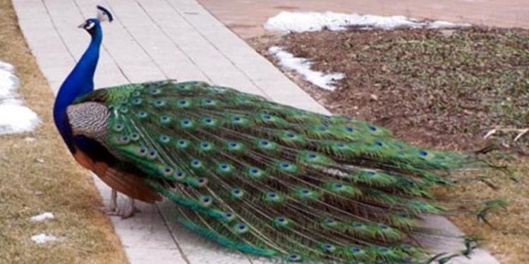 Николаевский зоопарк закрывают на три недели из-за подозрительной смерти павлина