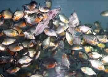 Страшная Амазонка. Пираньи за минуту обглодали голову быка