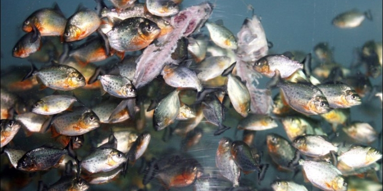 Страшная Амазонка. Пираньи за минуту обглодали голову быка