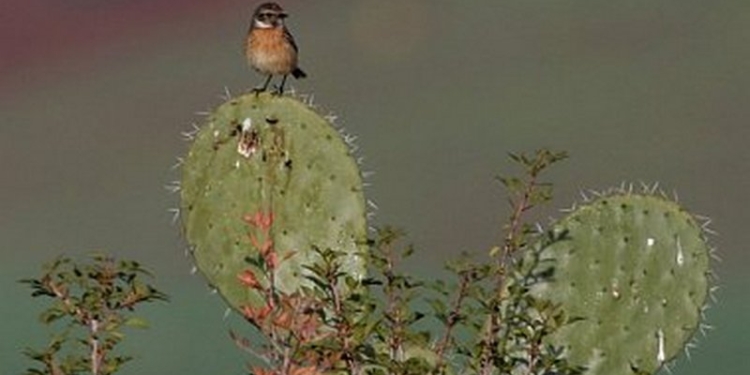 Проживание в районах с большим количеством деревьев и птиц, – рецепт от депрессии от учёных