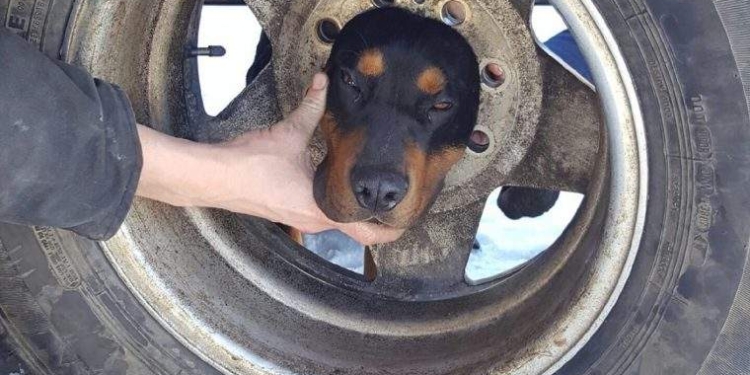 Собака застряла в колесе. Ветеринар не помог