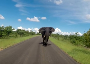 Равноправие. Слон решил поохотиться на туристов