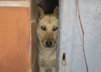 В Киеве ради спасения собаки разобрали сарай