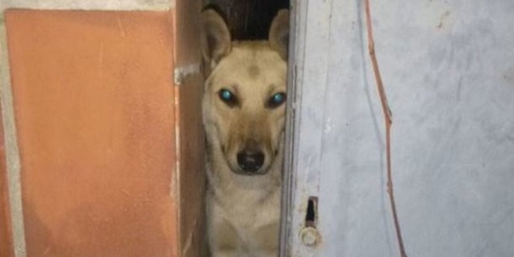 В Киеве ради спасения собаки разобрали сарай