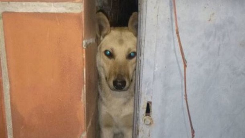 В Киеве ради спасения собаки разобрали сарай 2