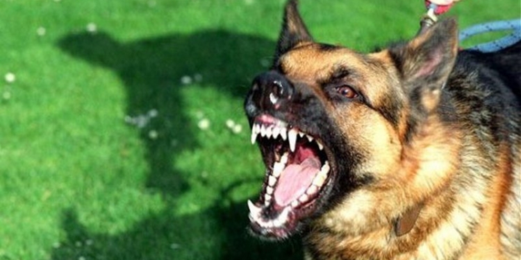 В Харьковской области немецкая овчарка искусала насмерть 4-летнего ребенка