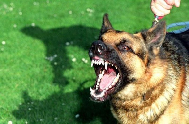 В Николаеве собака чуть не загрызла свою хозяйку – патрульным пришлось применить табельное огнестрельное оружие 2